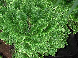 سلاژينلا اپودا